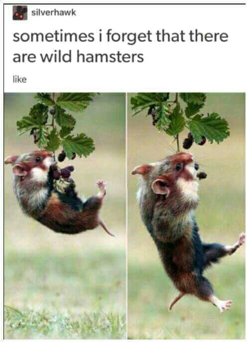20 Funniest Hamster Memes for World Hamster Day 20 Wild hamsters - Hamster Memes