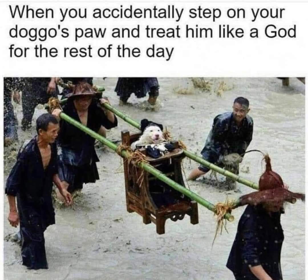 accidentally setp on you dog - clean dog memes