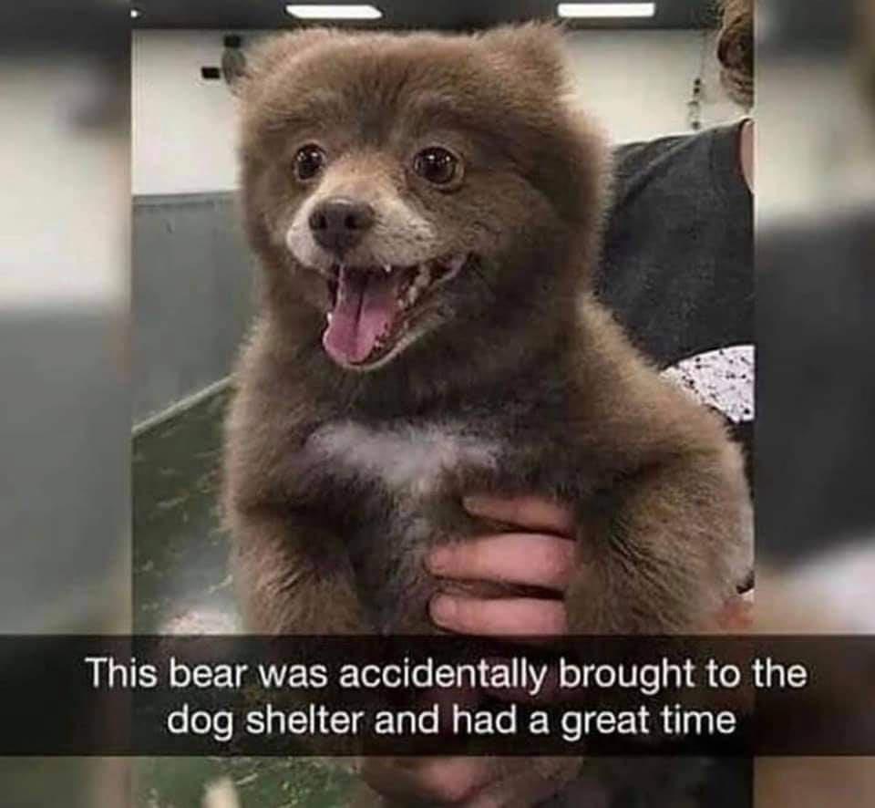 25 Blissful Memes That Could End Wars (But Mostly Just End Boredom) 3 bear brought to dog shelter - blissful memes