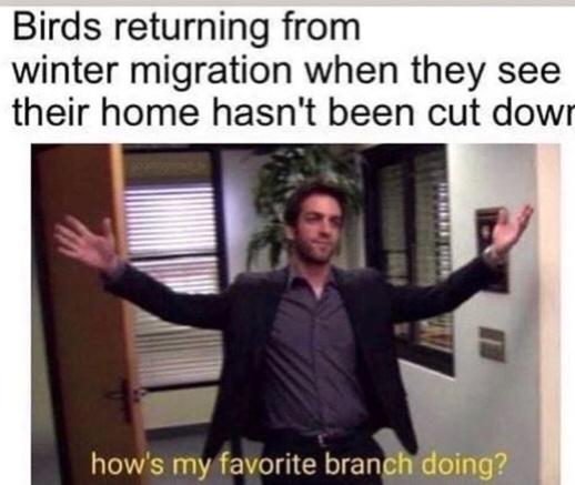 24 Nature Memes for Anyone Who Needs a Breath of Fresh Air 4 birds returning from winter migration - nature memes