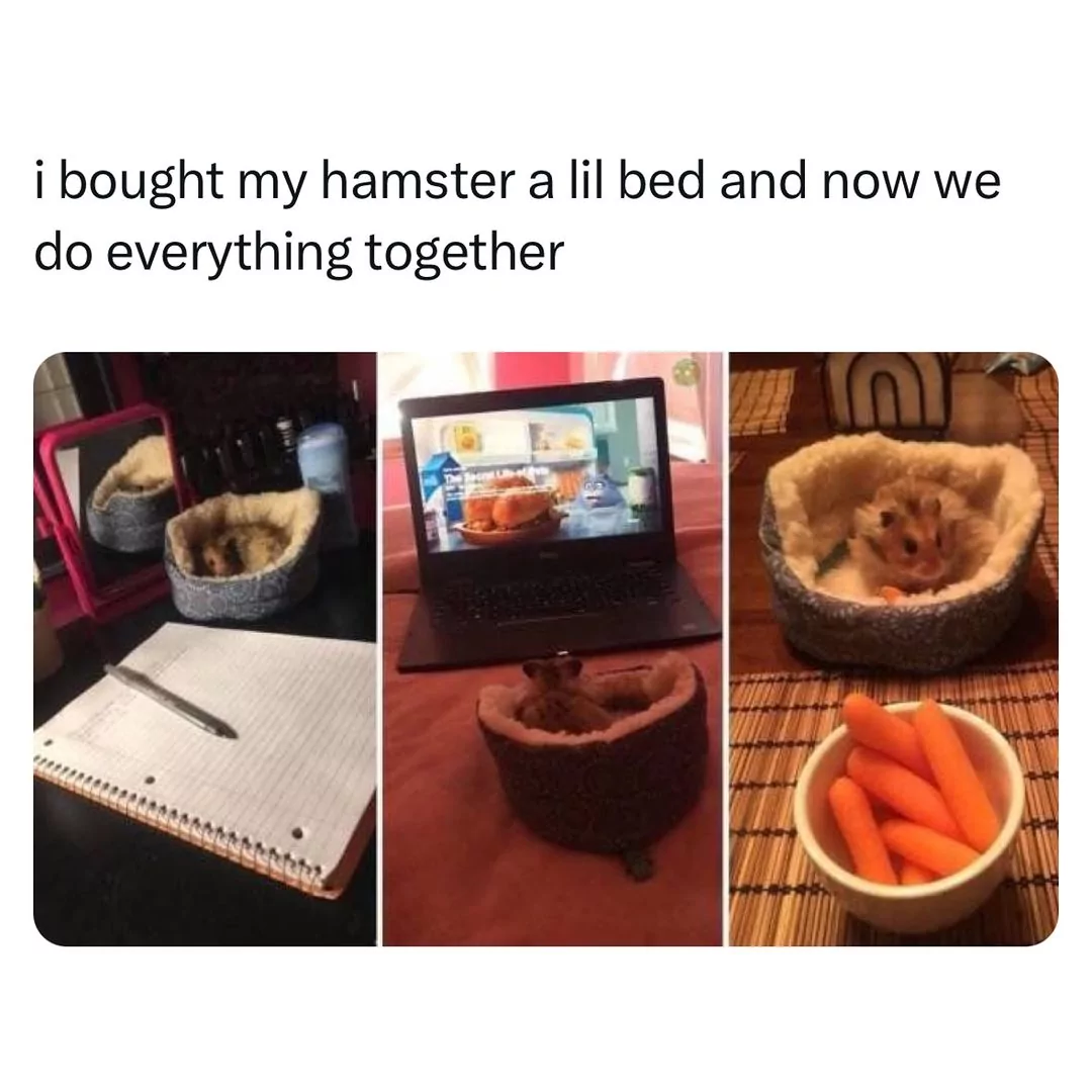 20 Funniest Hamster Memes for World Hamster Day 3 brought my hamster a little bed - Hamster Memes