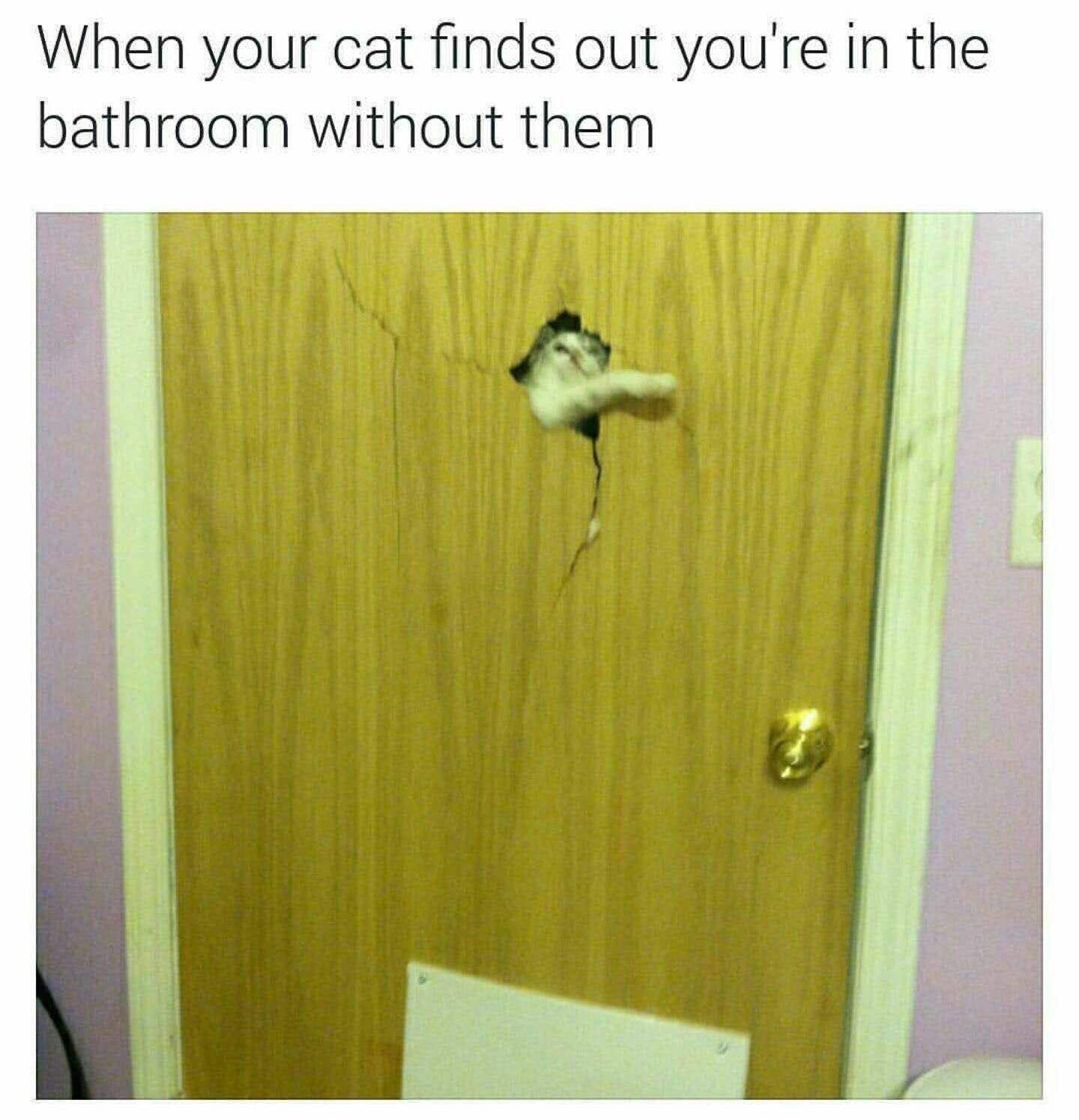 32 Pets Memes That Every Pet Parent Can Relate To 24 cat finds you in bathroom