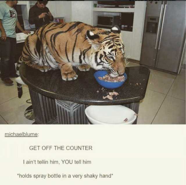 25 Clean Memes That Will Make You Feel Good Inside 21 get off the counter