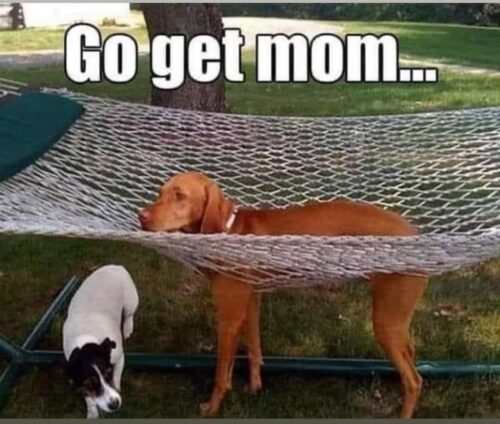20 Clean Dog Memes for a Pawsitive Day! 5 go get mom - clean dog memes