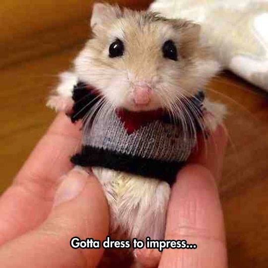 20 Funniest Hamster Memes for World Hamster Day 5 gotta dress to impress - Hamster Memes