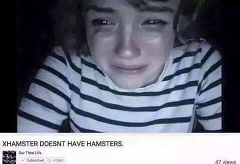 20 Funniest Hamster Memes for World Hamster Day 6 hamsters doesnt have hamsters - Hamster Memes