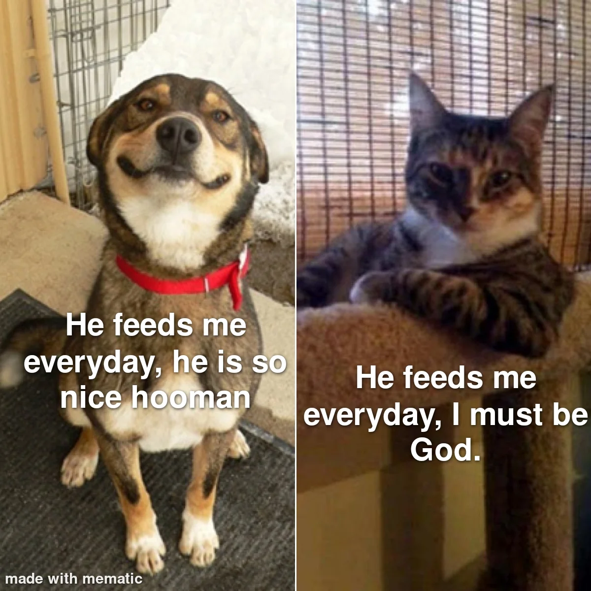 18 Dog vs Cat Memes That Will Make You Laugh & Pick a Side 13 he feeds me everyday - dog vs cat memes