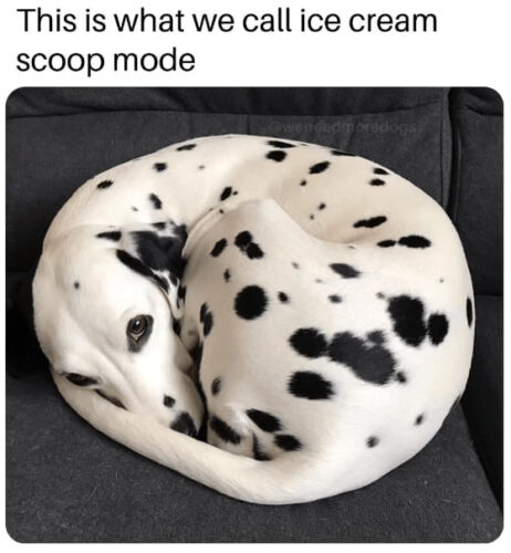 20 Clean Dog Memes for a Pawsitive Day! 8 ice cream soup - clean dog memes