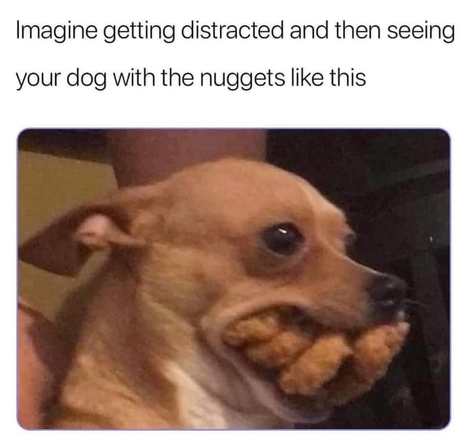 20 Clean Dog Memes for a Pawsitive Day! 11 imagine being distracted clean dog memes