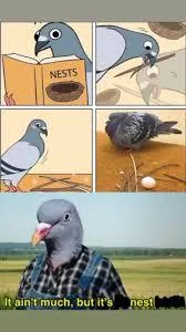 16 Images That Prove Pigeons Make The Laziest Nests 16 it aint much