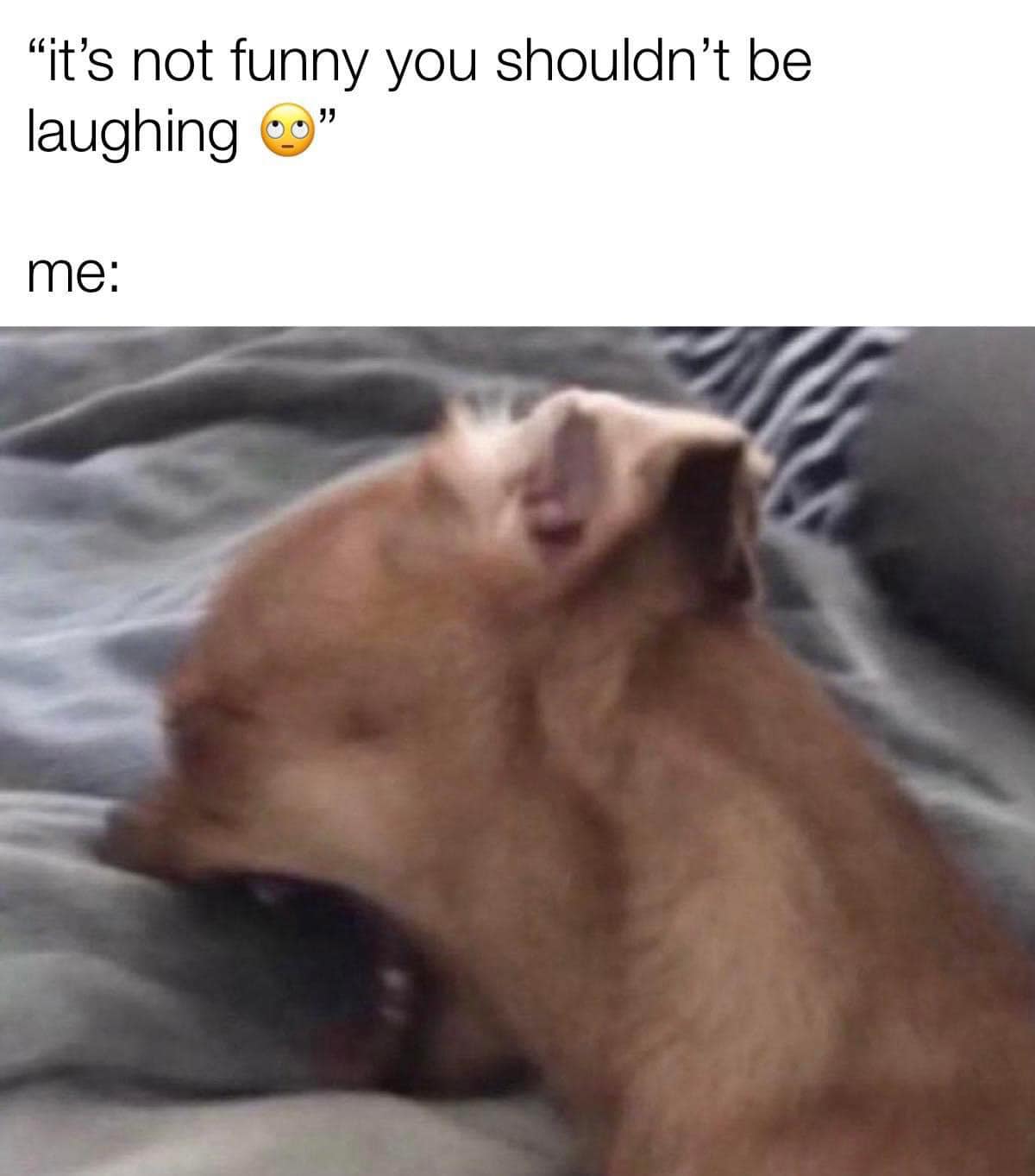 20 Clean Dog Memes for a Pawsitive Day! 13 its not funny clean dog memes