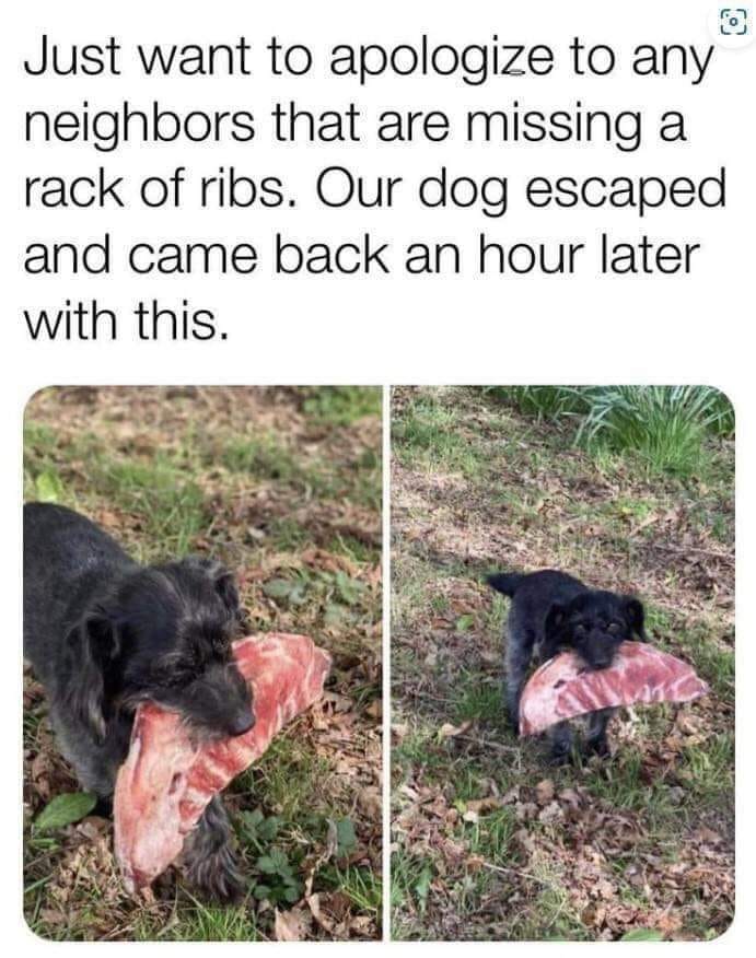 20 Clean Dog Memes for a Pawsitive Day! 14 just want to apologise clean dog memes
