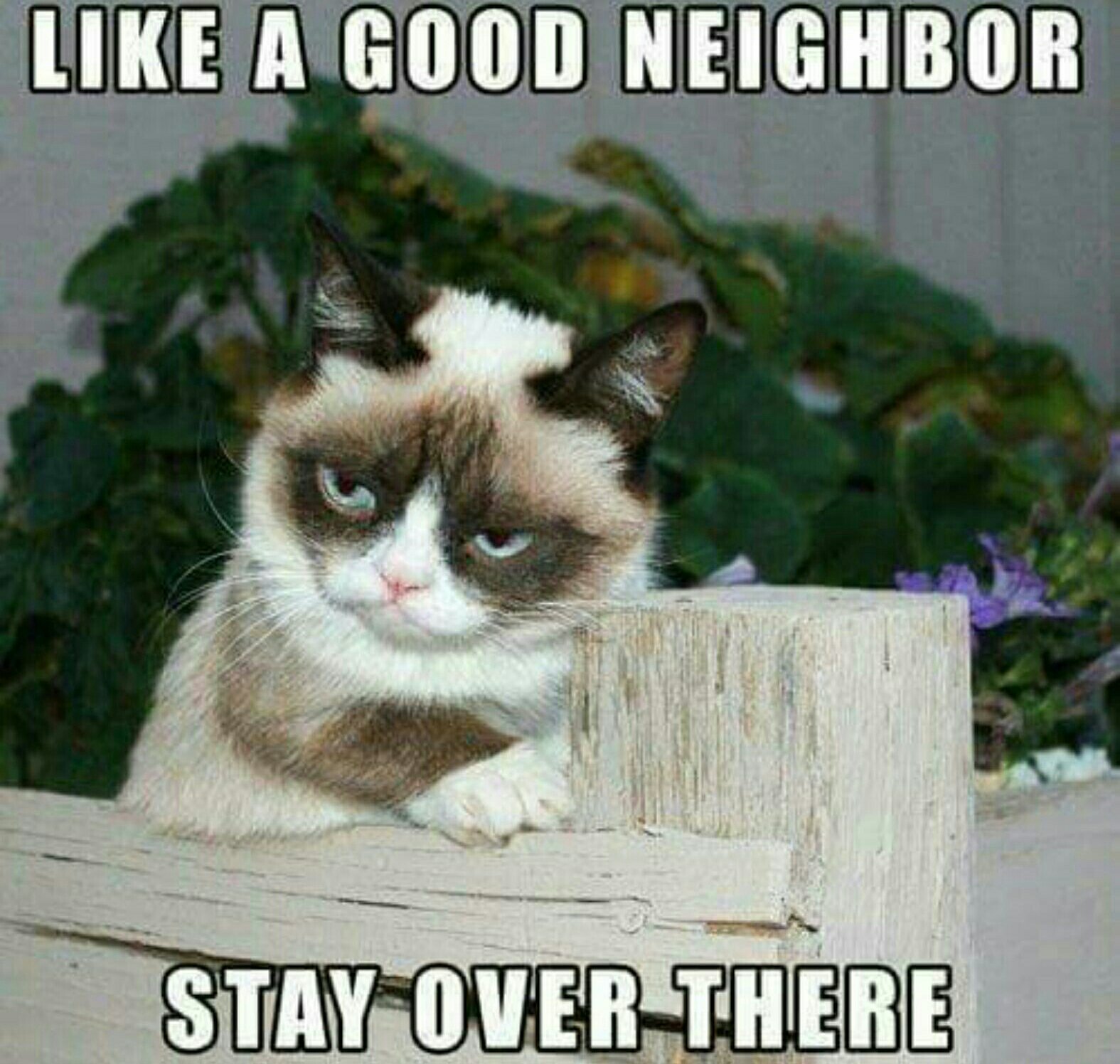25 Grumpy Cat Memes That Will Make You Relate To Your Own Grumpiness 22 like a good neighbor