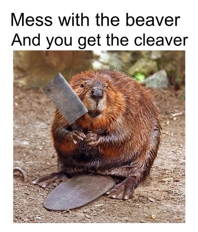 20 Dam Funny Beaver Memes to Celebrate International Beaver Day! - Animals