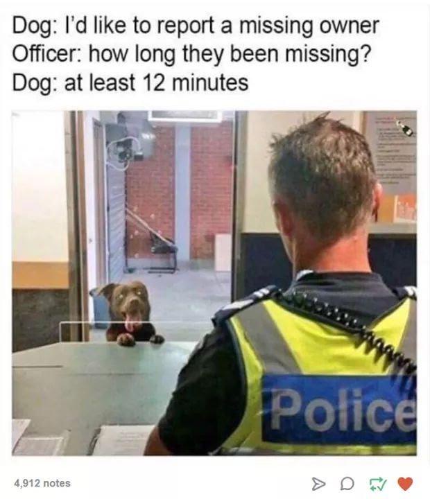 32 Pets Memes That Every Pet Parent Can Relate To 29 missing report