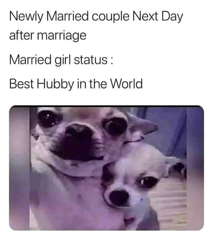 20 Clean Dog Memes for a Pawsitive Day! 16 newly married couple clean dog memes
