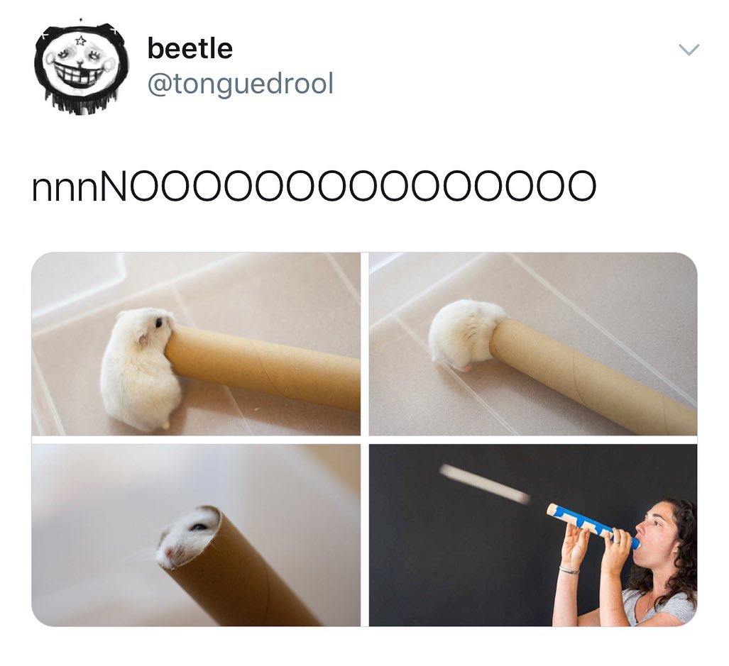 20 Funniest Hamster Memes for World Hamster Day 11 nooo - Hamster Memes