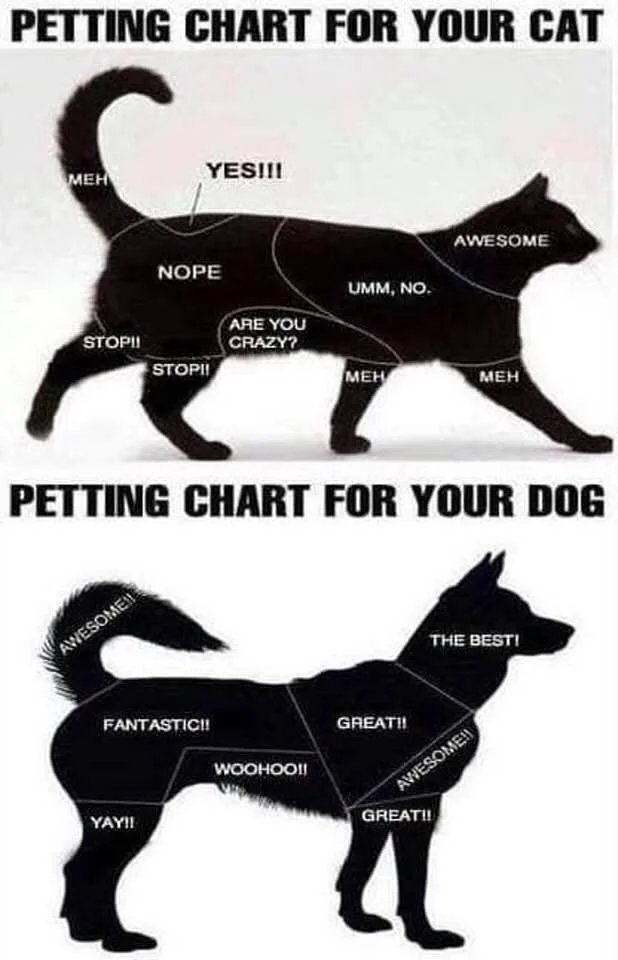 18 Dog vs Cat Memes That Will Make You Laugh & Pick a Side 15 petting chart - dog vs cat memes