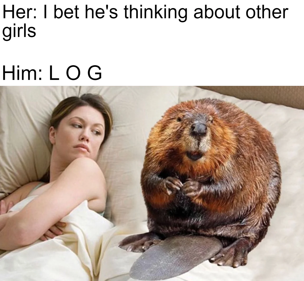 25 Dam Funny Beaver Memes to Celebrate International Beaver Day! 24 thinking about other girls