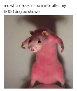 20 Funniest Hamster Memes for World Hamster Day 16 when I look in the mirror - Hamster Memes
