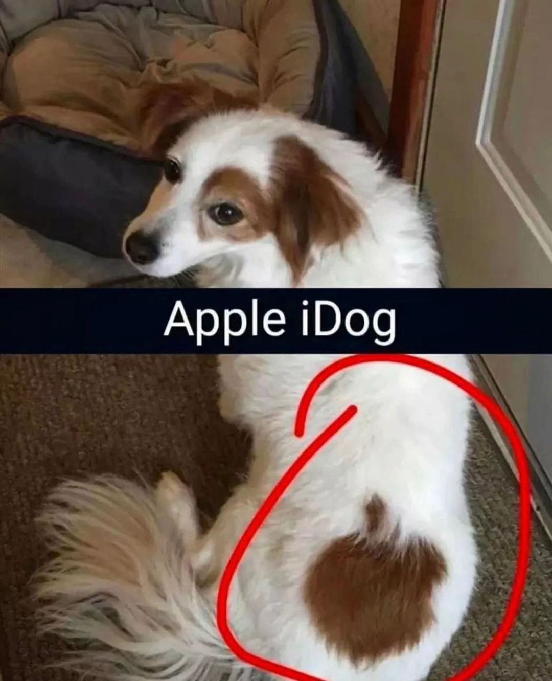 25 Wholesome Dog Memes That Are Paw-sitively Paw-some 21 Apple idog