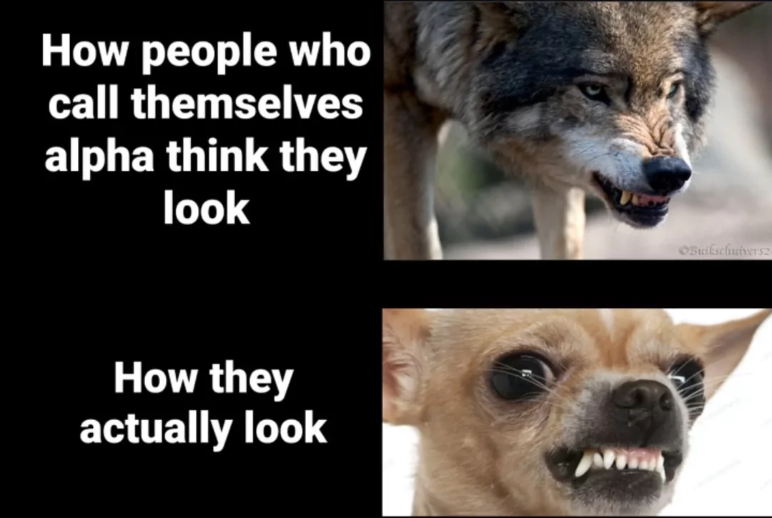30 Chihuahua Memes That Will Make You Believe "Good Things Come In Small Packages" 28 How they actually look