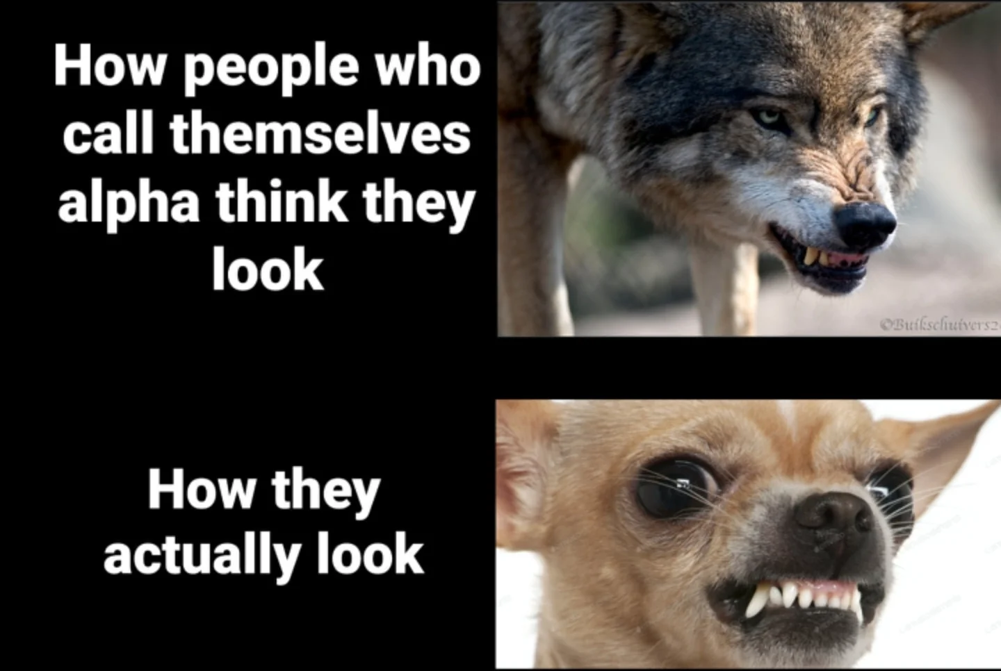 25 Chihuahua Memes That Will Make You Believe "Good Things Come In Small Packages" 22 How they look
