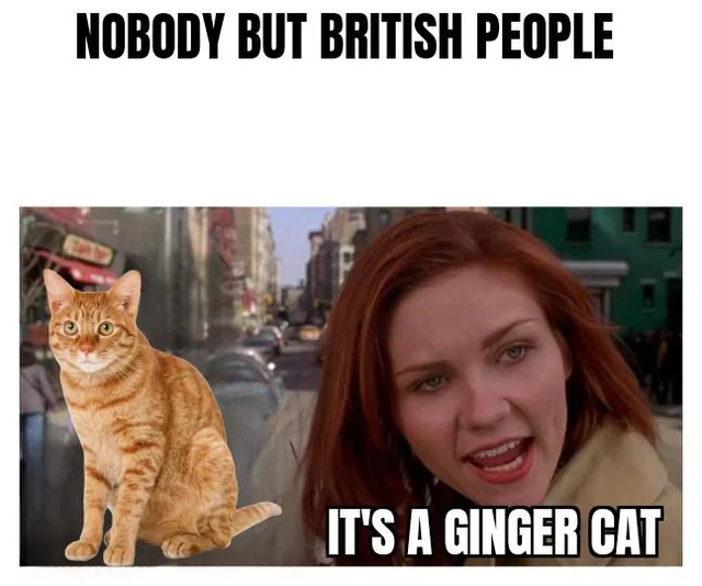 24 Redhead Memes to Celebrate World Redhead Day with Laughter 21 Its a ginger cat
