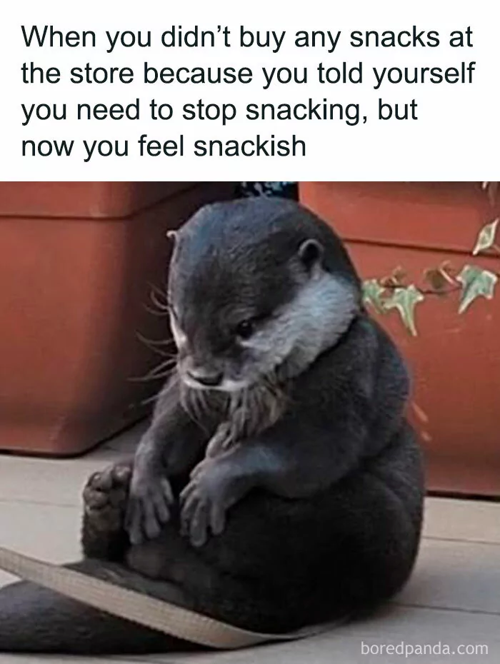 25 Otter Memes to Celebrate World Otter Day 24 Now you feel snackish