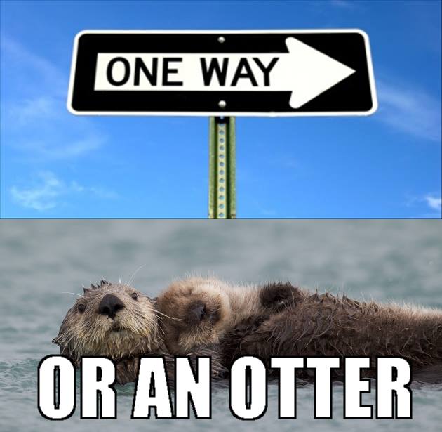 25 Otter Memes to Celebrate World Otter Day 25 One way