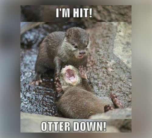 20 Otter Memes to Celebrate World Otter Day - Animals