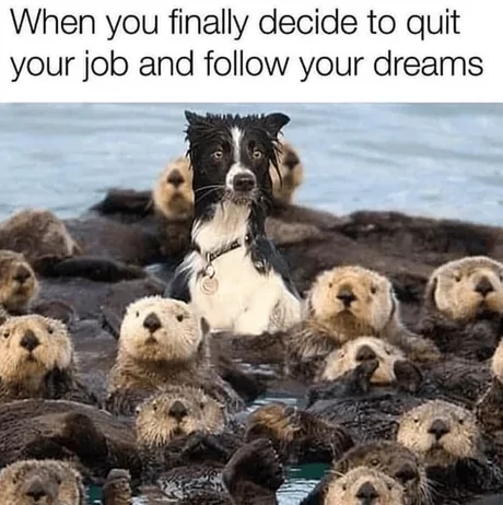 25 Otter Memes to Celebrate World Otter Day 26 Quit your job