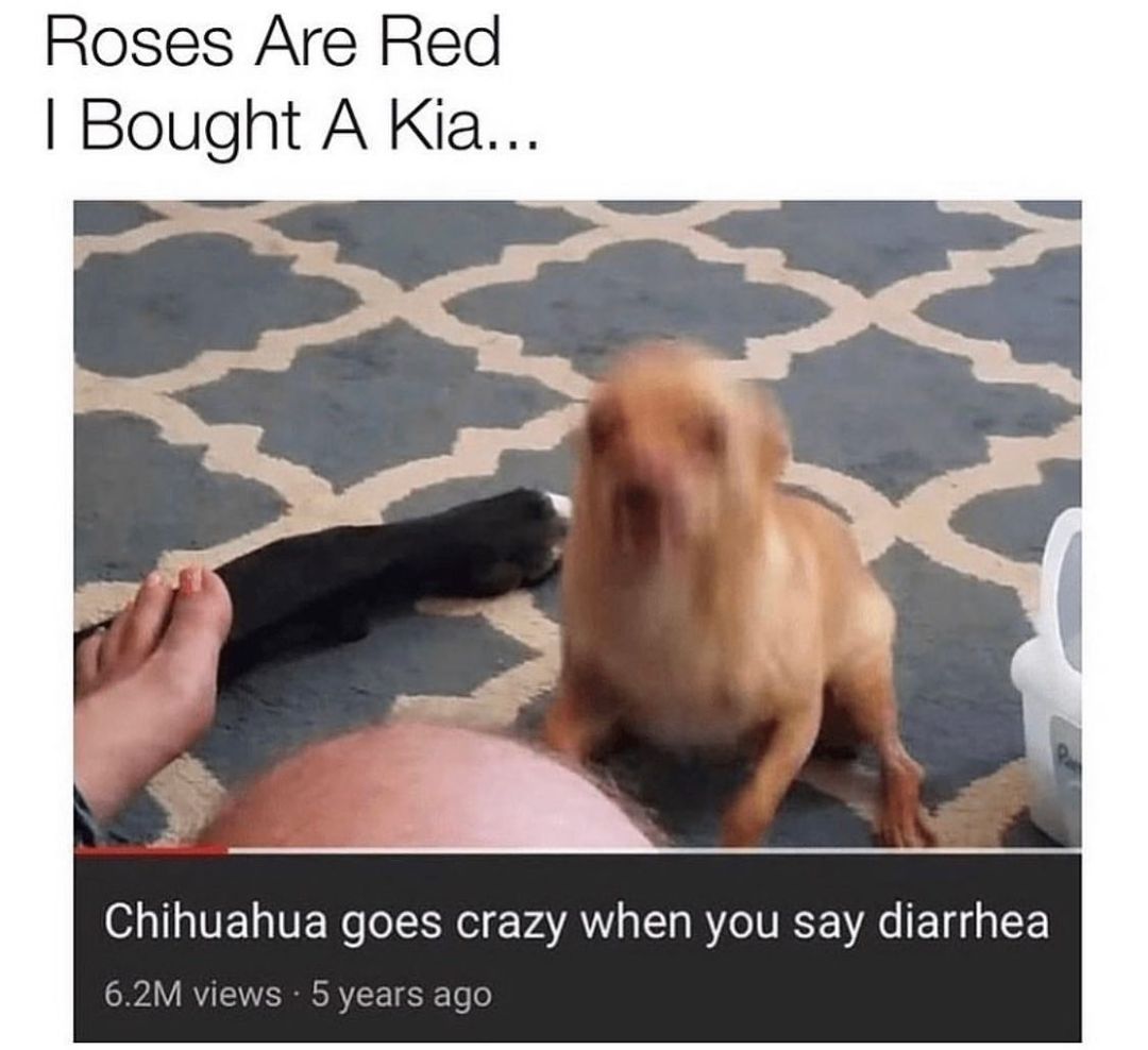 25 Wholesome Dog Memes That Are Paw-sitively Paw-some 25 Roses are red