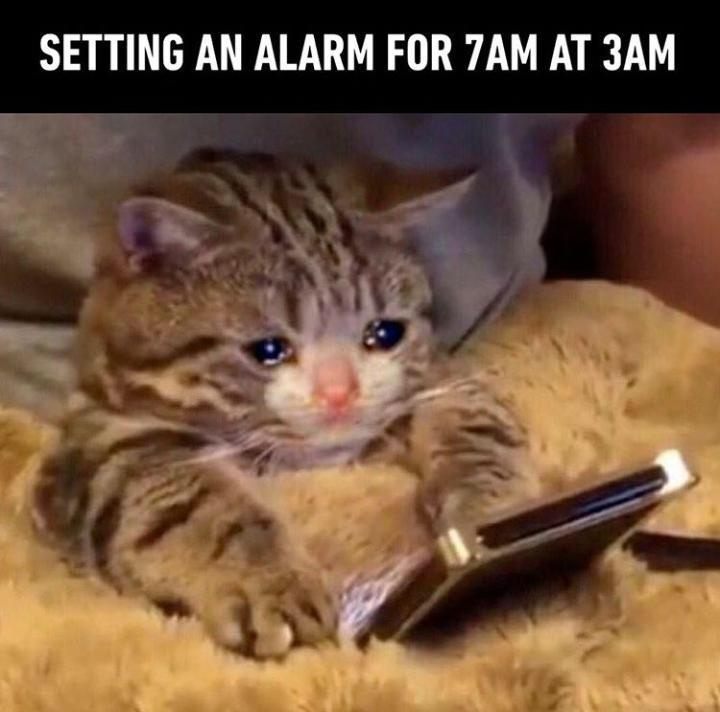 25 Hilarious Crying Cat Memes That Will Have You In Tears…Of Laughter! 22 Setting alarm