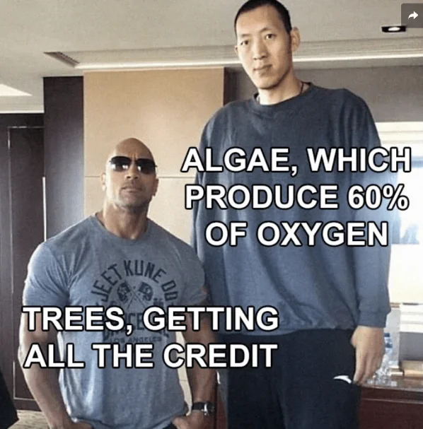 45 Hilarious Science Memes That Will Make Your Brain Cells Dance 14 Some respects for algae