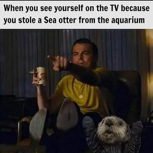 25 Otter Memes to Celebrate World Otter Day 27 When you see yourslef of tv