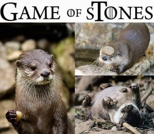 25 Otter Memes to Celebrate World Otter Day 23 game of stones