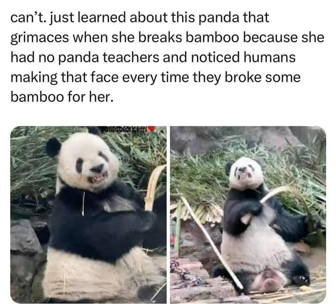 15 Memes to Summon Side-Splitting Laughter 8 learned about this panda