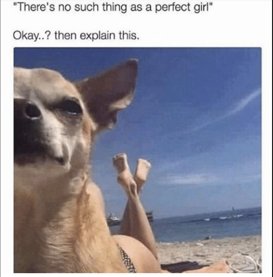 25 Chihuahua Memes That Will Make You Believe "Good Things Come In Small Packages" 23 perfect girl