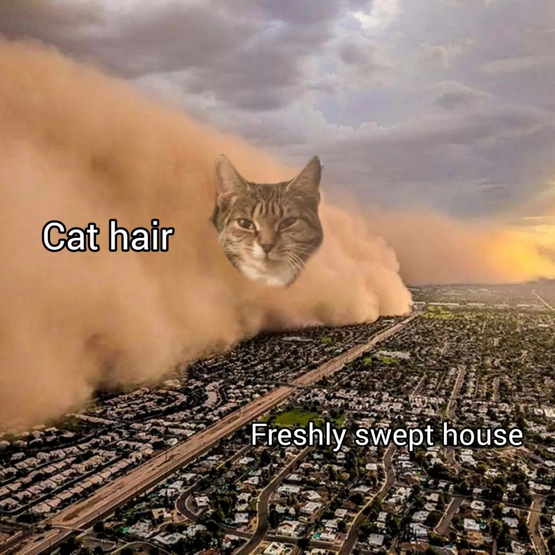 20 Hilarious Cat Memes from 'Catsfllix' That Will Make You Cancel Netflix 3 Cat hair - Hilarious Cat Memes