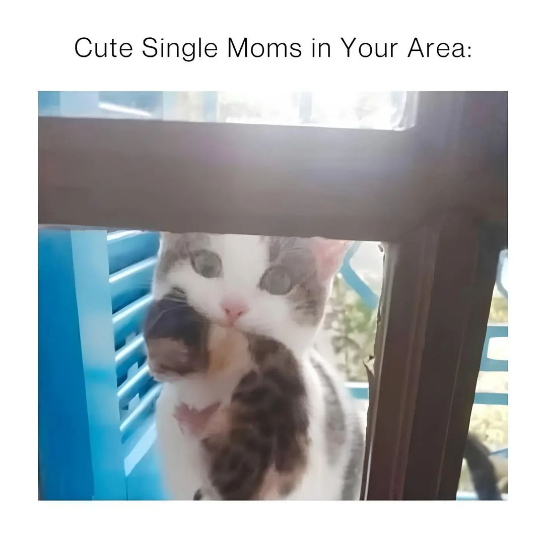 20 Hilarious Cat Memes from 'Catsfllix' That Will Make You Cancel Netflix 6 Cute single moms - Hilarious Cat Memes
