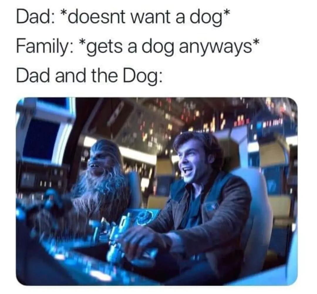 Fur-iously Funny: 25 Best Dog Memes to Cure Your Ruff Day 21 Doenst want a dog