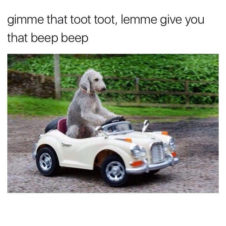 Fur-iously Funny: 25 Best Dog Memes to Cure Your Ruff Day 22 Gimme that toot toot