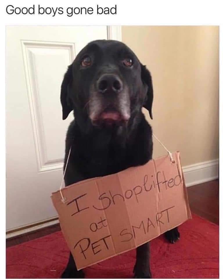 25 Uplifting Dog Memes That Will Fetch Your Smile 2 Good boys gone bad - Uplifting Dog Memes