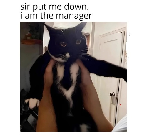 Hilarious Cat Memes - FG.jpg