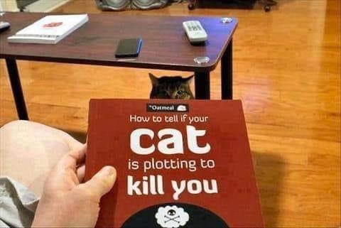 25 Clawsome Cat Memes: Get Ready To Laugh Your Whiskers Off! 21 How to tell