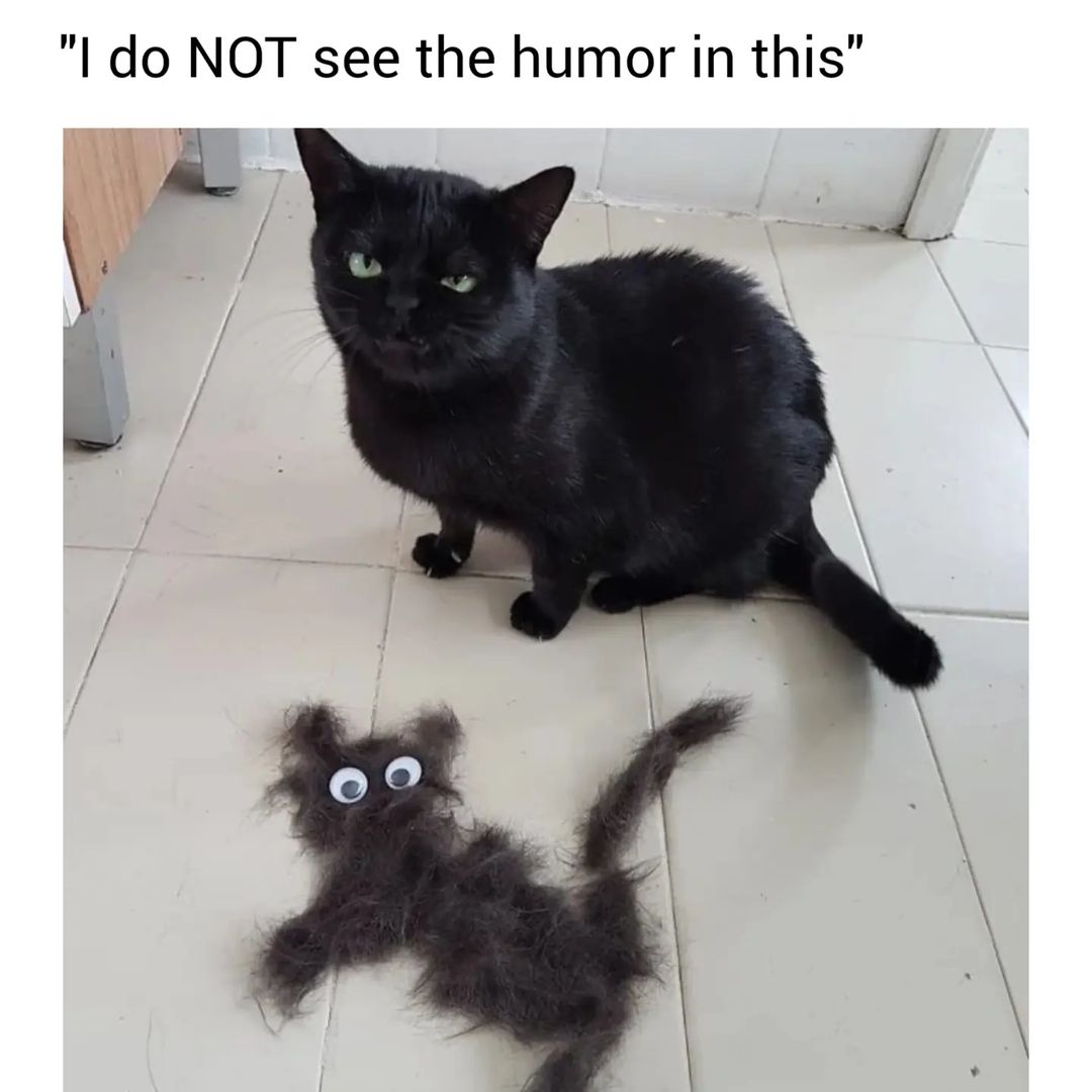 20 Hilarious Cat Memes from 'Catsfllix' That Will Make You Cancel Netflix 9 I do not see hhumor in this - Hilarious Cat Memes