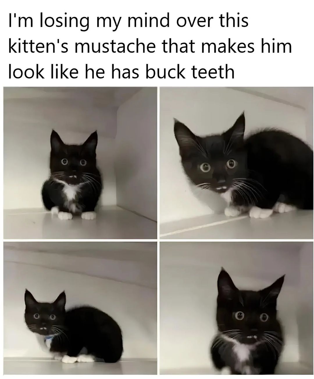 20 Hilarious Cat Memes from 'Catsfllix' That Will Make You Cancel Netflix 11 Kittens moustache - Hilarious Cat Memes
