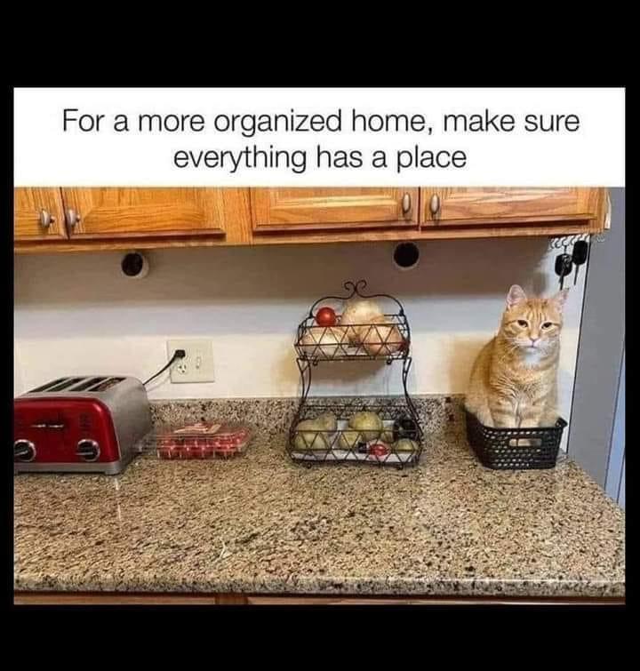 25 Clawsome Cat Memes: Get Ready To Laugh Your Whiskers Off! 22 More organised home