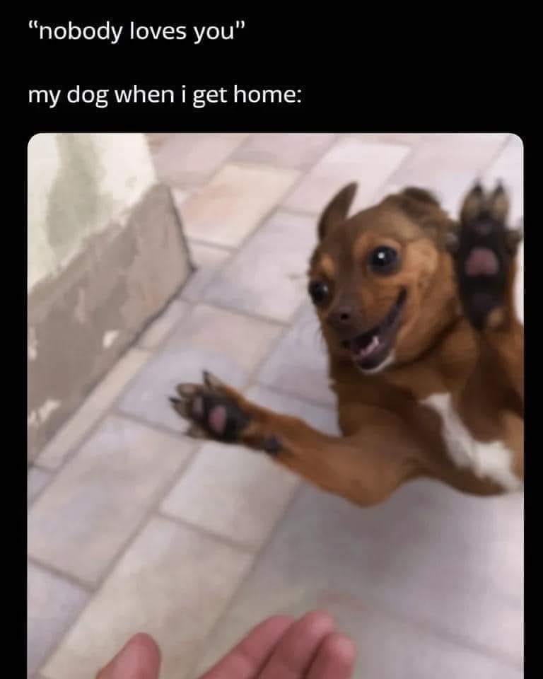 Nobody loves you - Uplifting Dog Memes